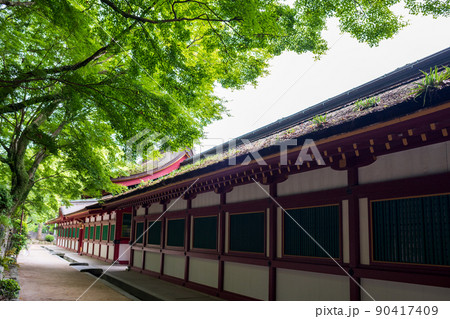 大宰府天満宮の青紅葉が美しい新緑の風景 大宰府天満宮の青紅葉が美しい新緑の風景 90417409