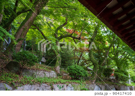 大宰府天満宮の青紅葉が美しい新緑の風景 大宰府天満宮の青紅葉が美しい新緑の風景 90417410
