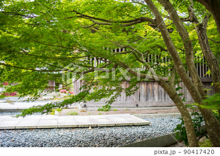 大宰府天満宮の青紅葉が美しい新緑の風景 90417420