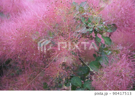 スモークツリーの花穂 90417513