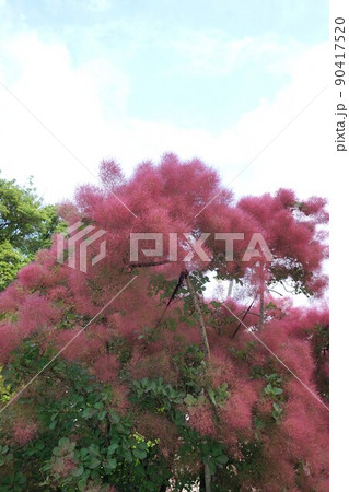 スモークツリーの花穂 スモークツリーの花穂 90417520
