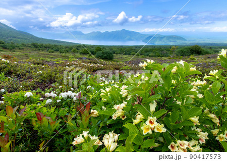 ウコンウツギと支笏湖 90417573