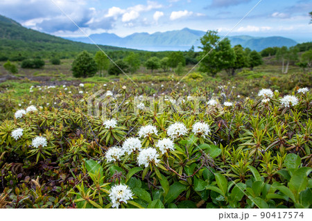 エゾイソツツジと支笏湖 90417574