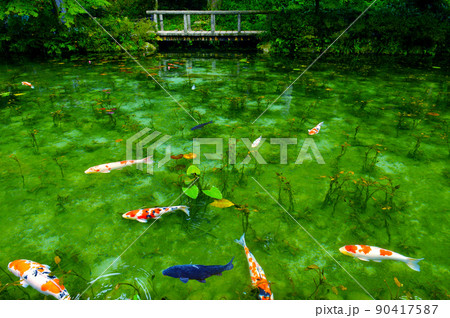 神秘的で綺麗、鯉が泳ぐモネの池 90417587