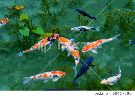 神秘的で綺麗、鯉が泳ぐモネの池の写真素材 [90417590] - PIXTA