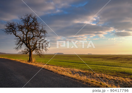Rural road among fields at amazing sunrise i Rural road among fields at amazing sunrise i 90417796