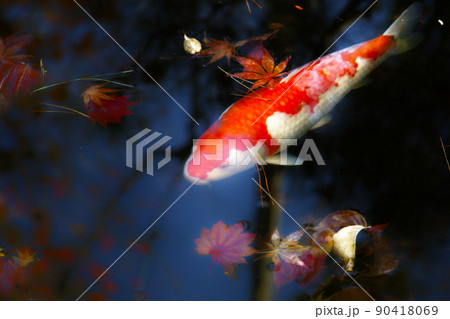 紅葉と錦鯉（山形） 90418069