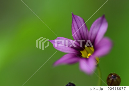 ニワゼキショウの紫色の花(埼玉県/5月) ニワゼキショウの紫色の花(埼玉県/5月) 90418077