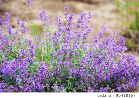 キャットミント 90418167