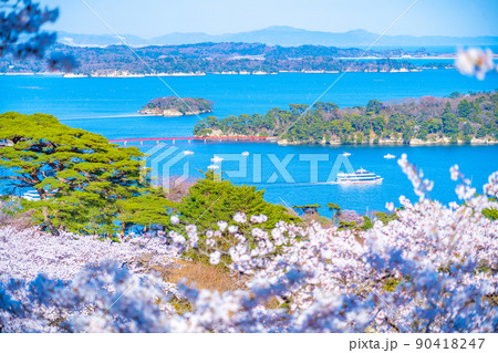 日本三景・松島　西行戻しの松公園から望む桜と松島湾（宮城県松島町） 90418247