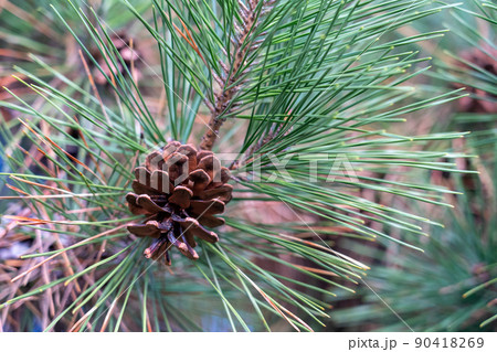 松ぼっくり　松笠　松の葉 90418269