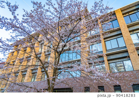 桜と青空 東北大学片平キャンパス 生命科学研究科(宮城県仙台市) 桜と青空 東北大学片平キャンパス 生命科学研究科(宮城県仙台市) 90418283