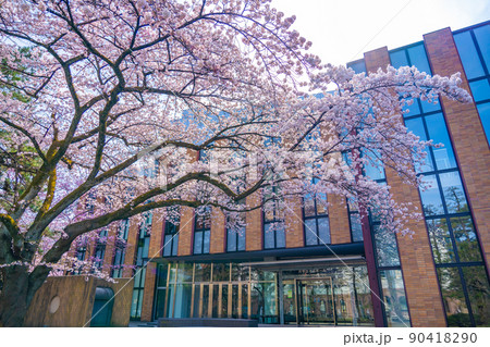 桜咲く東北大学片平キャンパスさくらホール(宮城県仙台市) 桜咲く東北大学片平キャンパスさくらホール(宮城県仙台市) 90418290