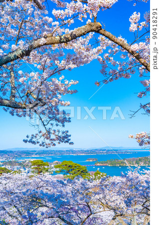 日本三景・松島　西行戻しの松公園から望む桜と松島湾（宮城県松島町） 90418291