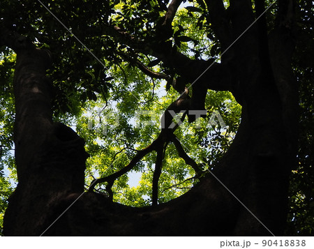 新緑と木のシルエット 90418838