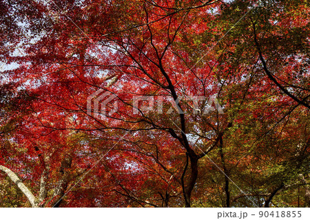 尾関山公園 90418855