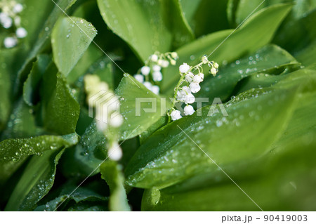 Blooming lily of the valley flowers dew or rain drops Blooming lily of the valley flowers dew or rain drops 90419003