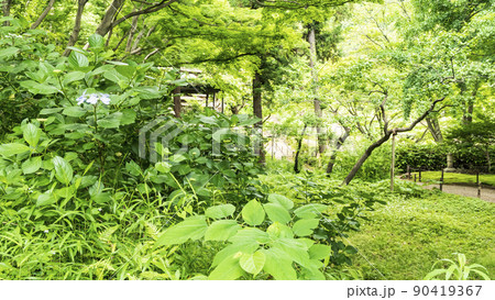 新緑の眩しい神奈川県横浜市中区本牧の景勝地の三渓園 90419367