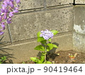 去年挿し木で根の出た紫陽花可愛い花を咲かせました 90419464
