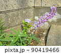 去年挿し木で根の出た紫陽花可愛い花を咲かせました 90419466