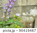 去年挿し木で根の出た紫陽花可愛い花を咲かせました 90419467