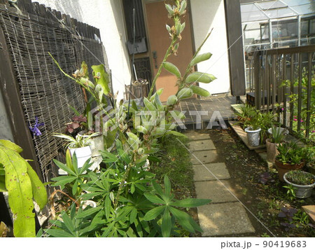 紫色で先のほうが黄色の花が終わって種を付けたルピナス 90419683