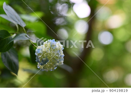 紫陽花 紫陽花 90419819