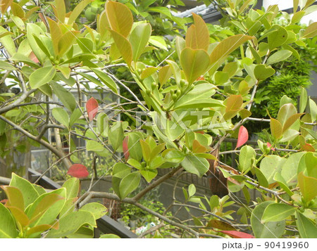 これから花咲くグァバの蕾 これから花咲くグァバの蕾 90419960