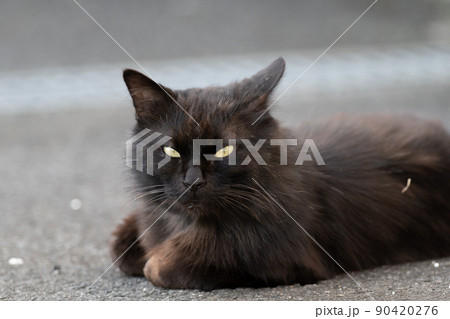 くつろぐ黒猫 くつろぐ黒猫 90420276