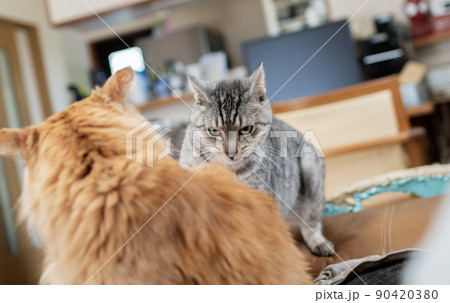 にらみ合う二匹の猫 90420380