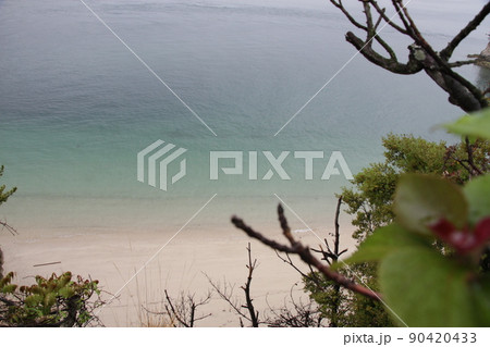 植物越しの海岸(大久野島) 植物越しの海岸(大久野島) 90420433