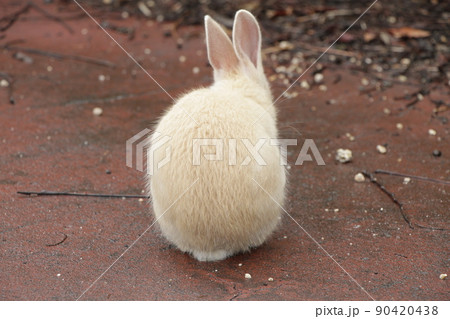 後ろを向いた茶色の子ウサギの写真素材 [90420438] - PIXTA