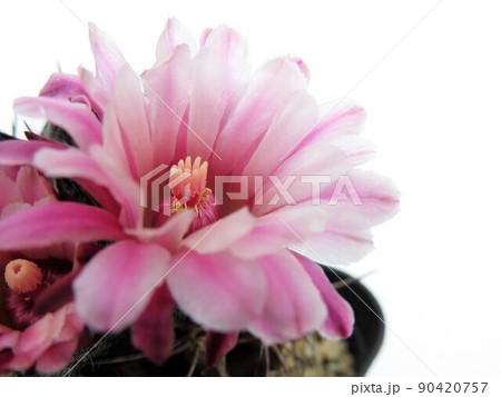 エリオシケ クリスパ エリオシケ クリスパ 90420757