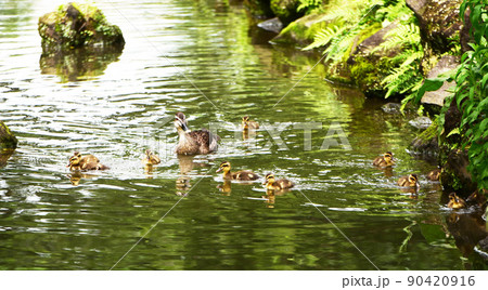 水辺の風景 水辺の風景 90420916