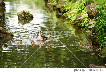水辺の風景 水辺の風景 90420917