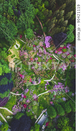 Aerial top down view of colorful blooming rhododendron shrubs among the trees. Aerial top down view of colorful blooming rhododendron shrubs among the trees. 90421119
