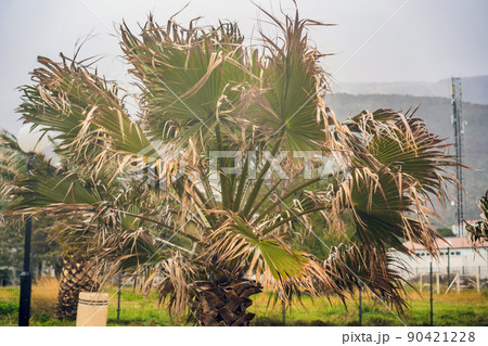 Tropical storm, heavy rain and high winds in tropical climates. Palm trees swaying in the wind from a tropical storm Tropical storm, heavy rain and high winds in tropical climates. Palm trees swaying in the wind from a tropical storm 90421228