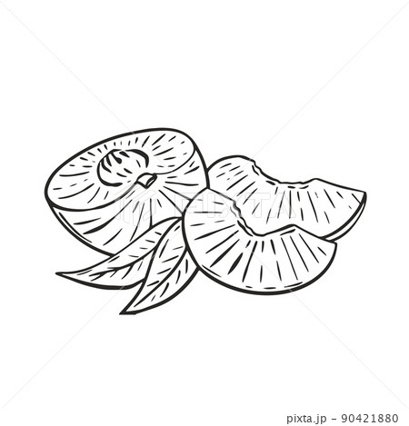Composition peach half slices and foliage sketch vector illustration. Exotic tropical fruit black hand engraving isolated on white background. Healthy organic food for product design 90421880