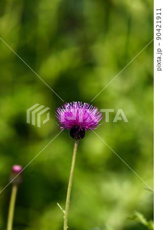 ノアザミの花 ノアザミの花 90421911