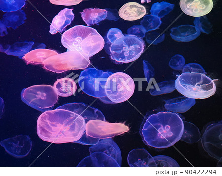 カラフルにライティングされたクラゲ水槽 カラフルにライティングされたクラゲ水槽 90422294