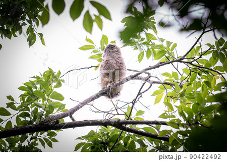 北海道の初夏、トラフズクのヒナ。 北海道の初夏、トラフズクのヒナ。 90422492