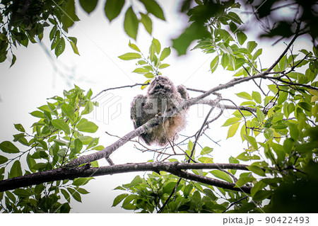 北海道の初夏、トラフズクのヒナ。 90422493