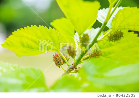 色づき始めた桑の実 色づき始めた桑の実 90422505