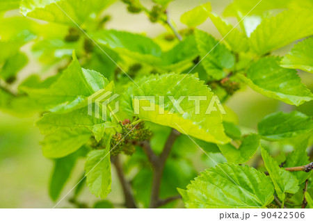 初夏の桑の実 90422506
