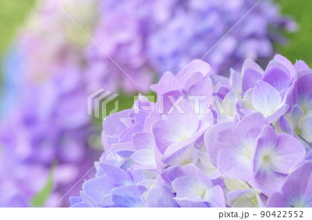 薄紫のアジサイ 90422552