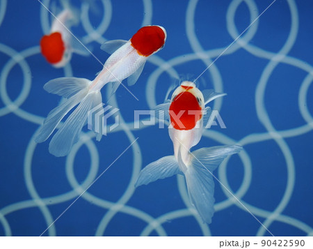 金魚/きんぎょ 金魚/きんぎょ 90422590