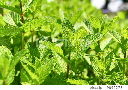 スペアミント 90422784