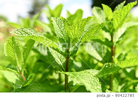 スペアミント 90422785