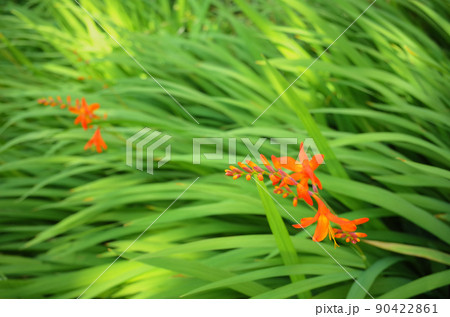 ヒメヒオウギズイセンのオレンジ色な花 90422861