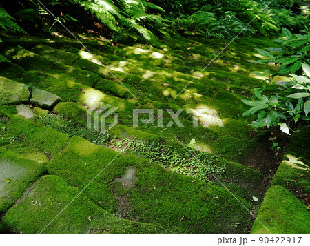 妙法寺の苔の階段 妙法寺の苔の階段 90422917